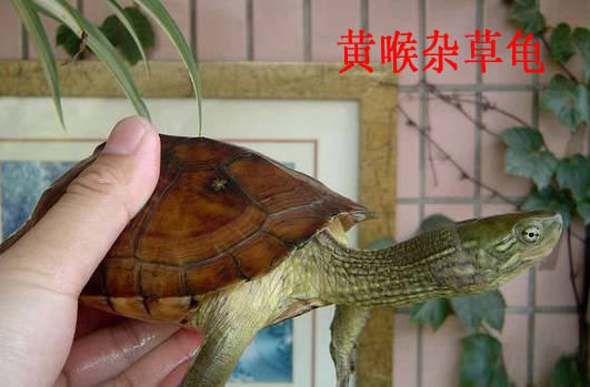 黄喉杂草龟,又叫腊戎.有偏草,偏喉之分.