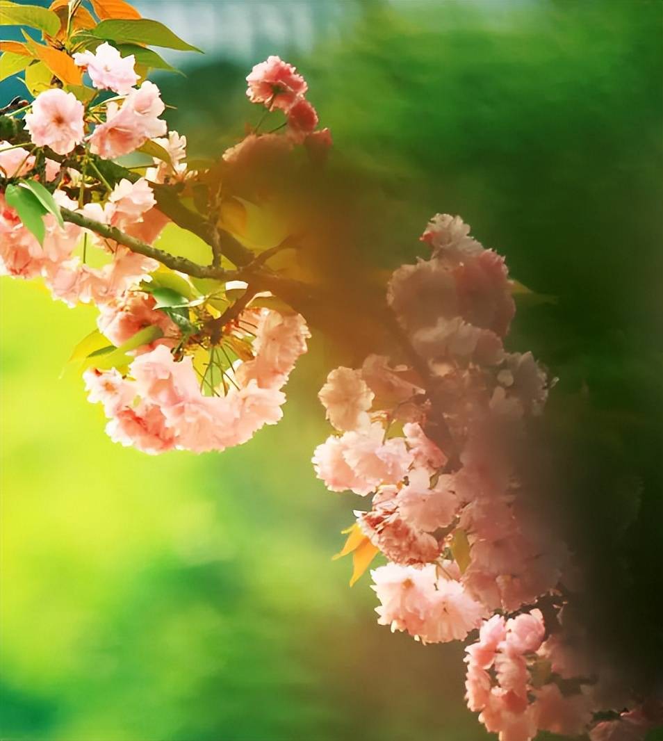 「原创诗词」冯继兴 | 春雨趁时阳气盛 落花蹴地夜