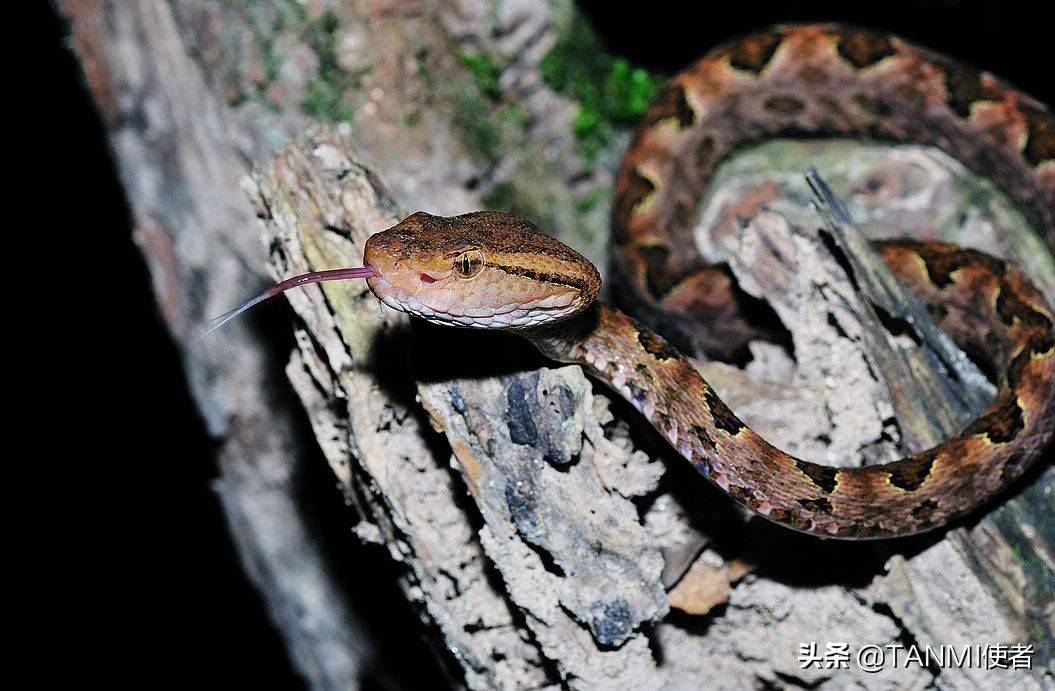 大连蛇岛的蝮蛇站在食物链顶端的王者