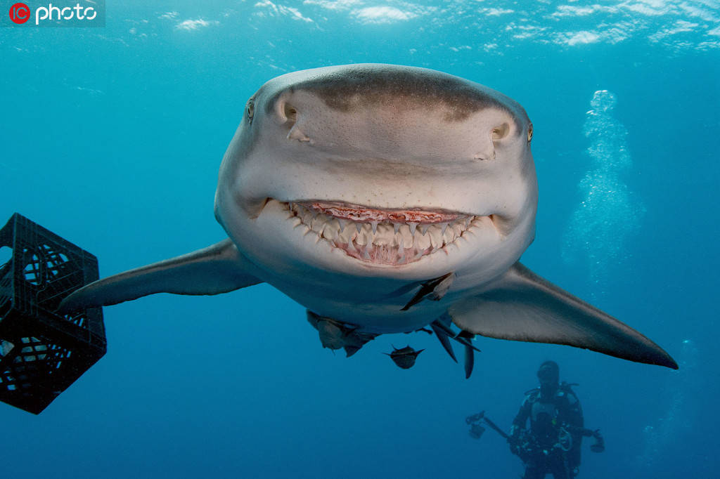 鲨鱼snooty因为天生一张微笑脸在国外颇有名气,许多潜水者慕名前往