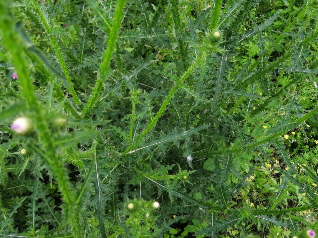 中药丁螺刺根植物图图片