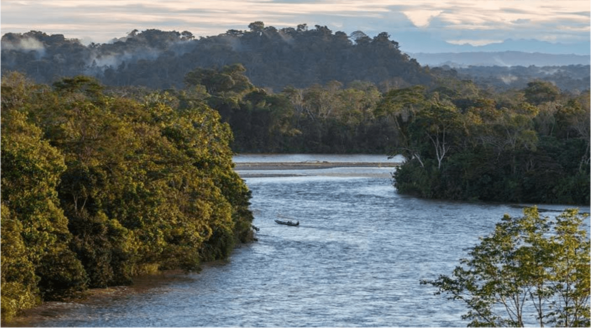 原创凶残可怕的食人鱼为何没能在亚马逊河流里泛滥是因天敌太多