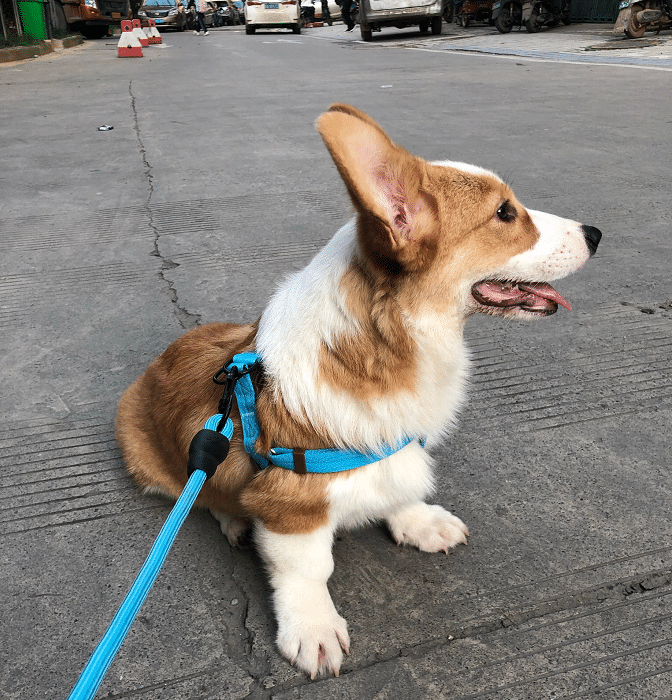 周末睡觉被柯基犬全搅了吃完狗粮直接拽到户外玩耍