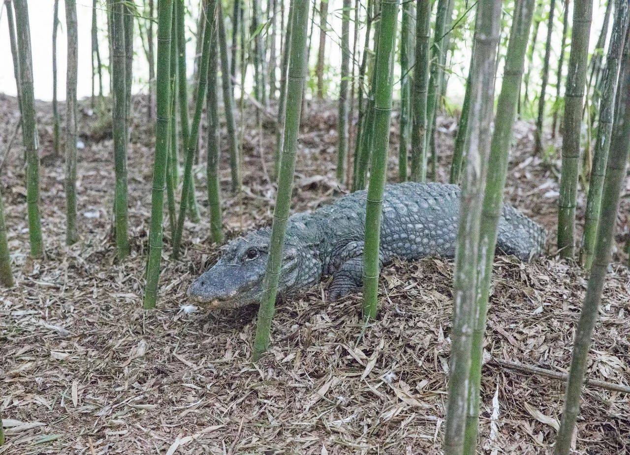 有人用槍保護野生動物有人用鏡頭保護野生動物