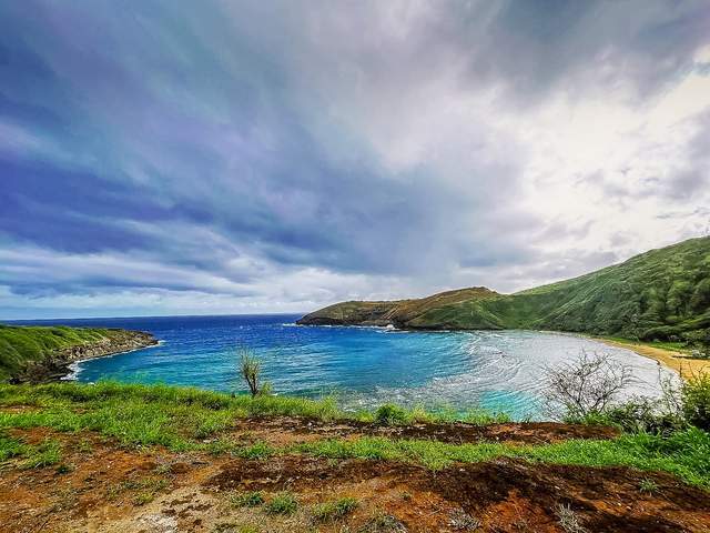 夏威夷浮潜，发现马粪海胆床，非常易抓，生吃味道超棒