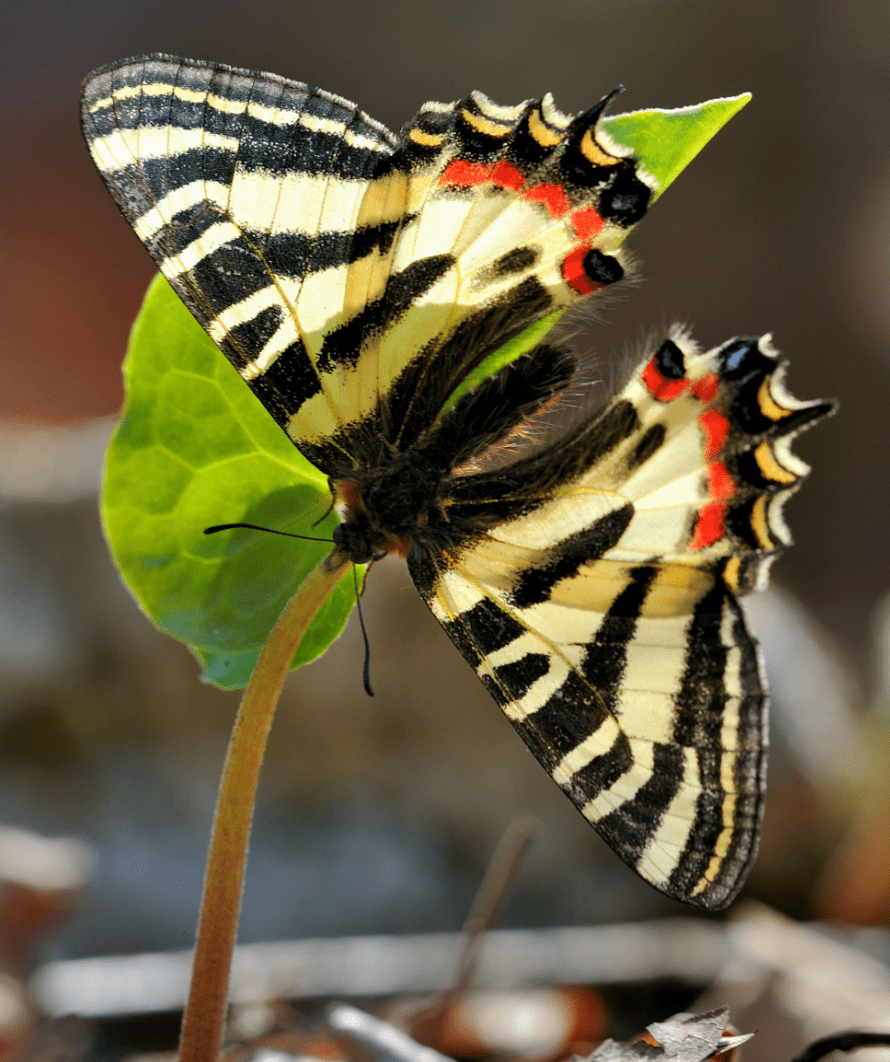 原创东方白鹳中华虎凤蝶在江苏分布扩大四鳃鲈鱼再现