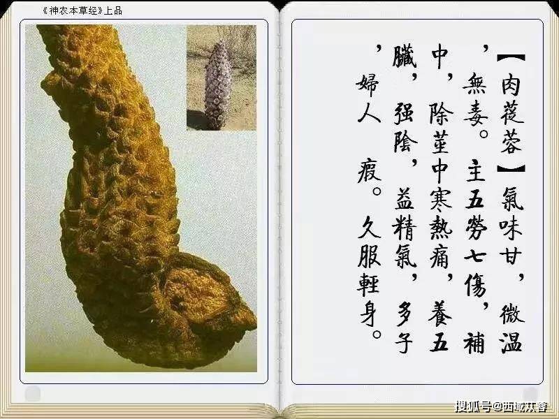 中华九大仙草之一,"沙漠人参"肉苁蓉的功效与作用_食用_五脏_补益