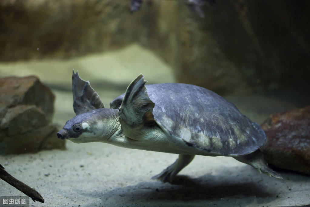 原创八戒同款鼻子海龟同款脚蹼长相非凡的猪鼻龟很好养