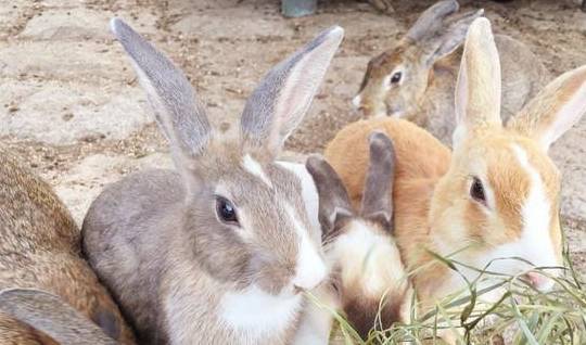 日本这个小岛野兔数量泛滥成灾，长相可爱却没人愿意带走