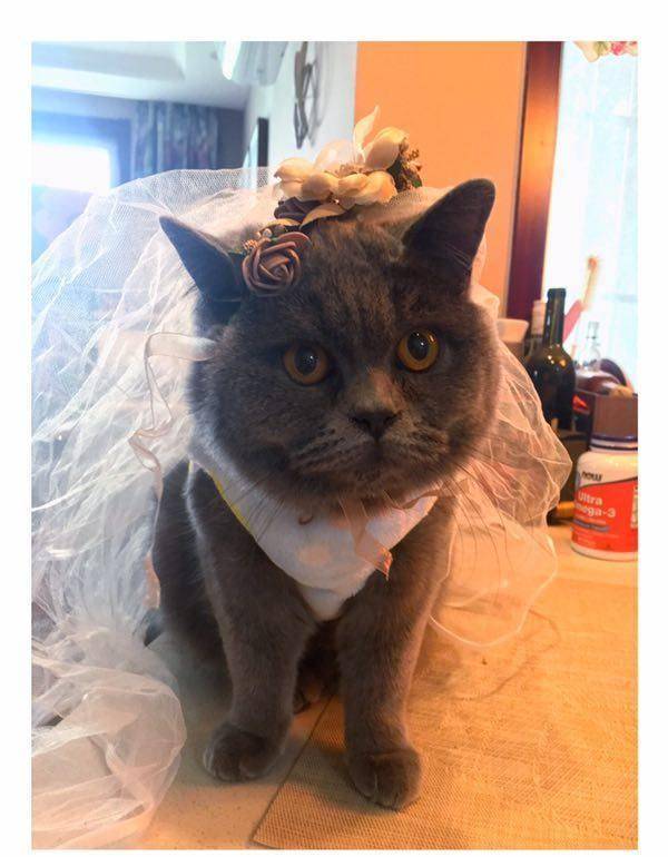 猫咪新娘朵朵穿上婚纱,满脸的不开心,铲屎官非要逼它嫁人!
