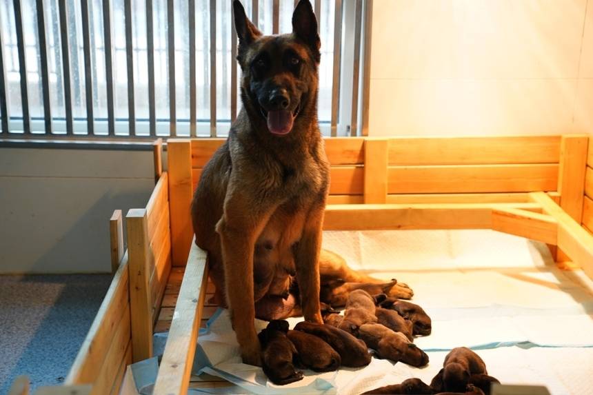 警犬训练基地种犬黑豹接连产下13头幼崽,为基地警犬队伍再填新丁