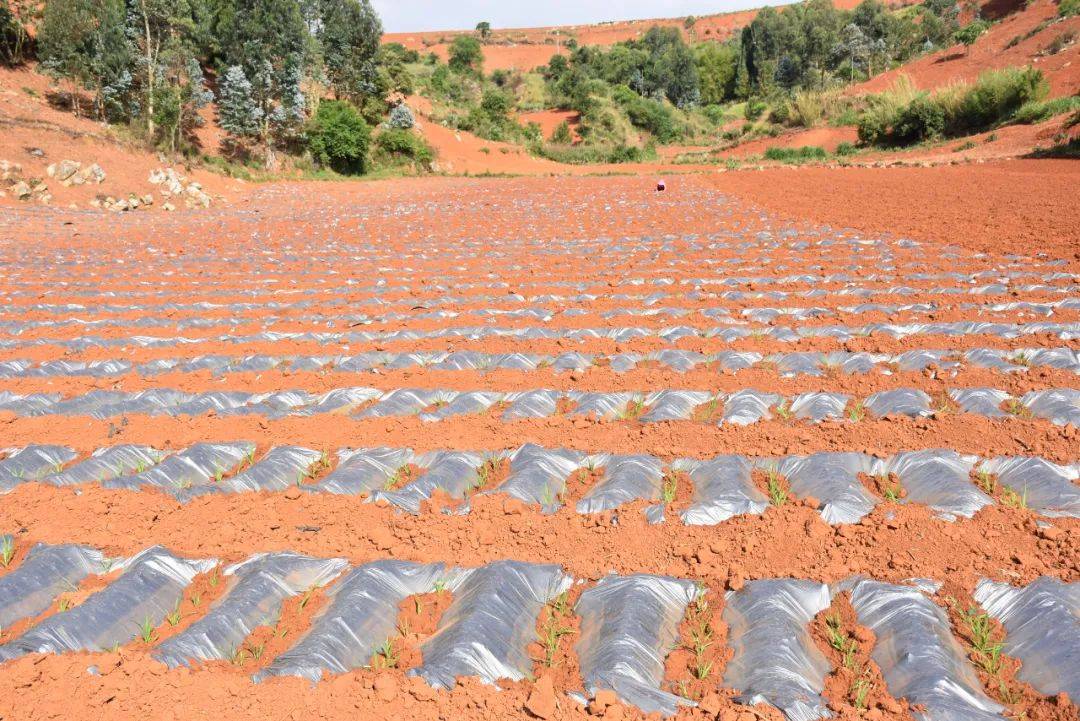 啥,旱地也能种水稻?开远放大招啦~_灵泉街道_进行_种植地