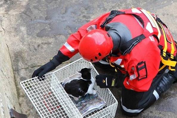 生命不分物种都该被尊重,2辆救援车6名消防员只为救一只流浪猫_猫咪