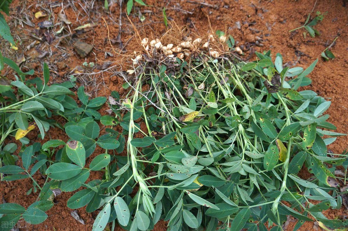 花生出苗後怎麼管理?