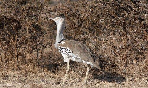 鸨是一种什么鸟为什么古时候开妓院的女人会被称为老鸨