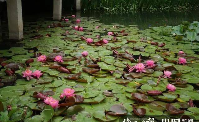 喜欢这样的初夏！昼开夜合，杭州植物园100多种睡莲进入盛花期