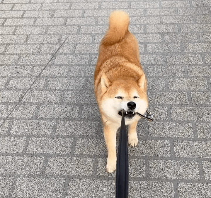 哈尔滨宠物美容师培训柴犬玩嗨了不肯回家当街上演坐地反抗戏码