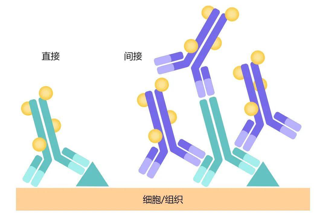 再用標記的抗體(二抗)與抗原反應,使之形成抗體—抗原—抗體