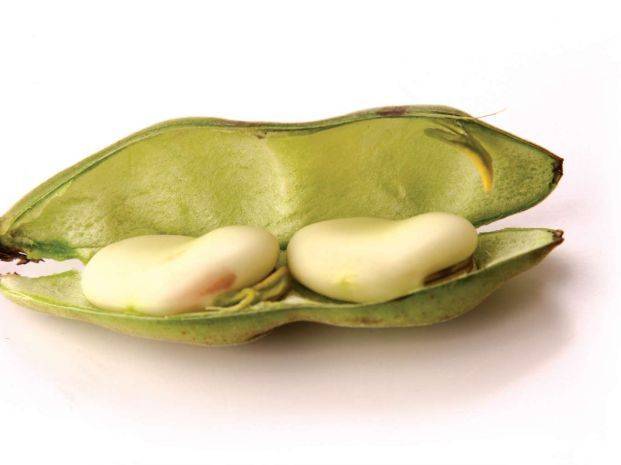 蚕豆的养生功效怎么样 食用 清水 豆荚