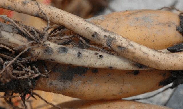 会以尾端的小钩插入莲藕根茎的幼嫩部位,以口器蛀食地下茎形成小孔