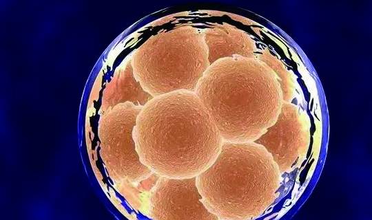 便宜!移植冻胚必须打防宫缩的针吗"不可多得"-第2张图片-思度网