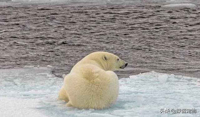 北极熊背影图片