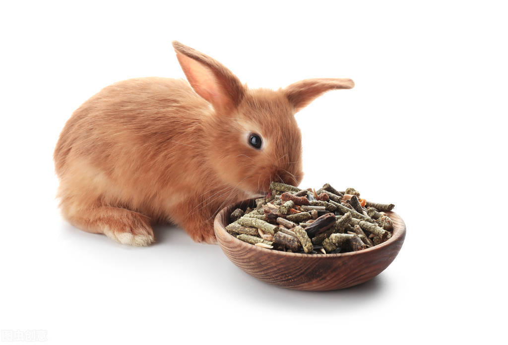 期间适当喂一些温水补充水分,主人可以给兔子吃一些益德一兔,可以帮助