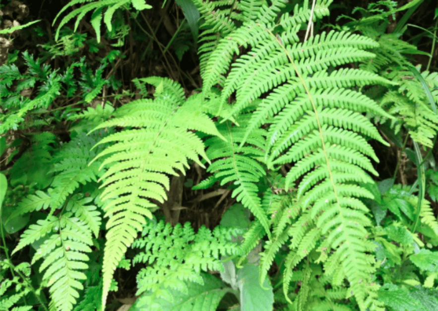 早期泥盆紀植物以裸蕨類為主石炭紀因為環境非常適合植物生長,原來不