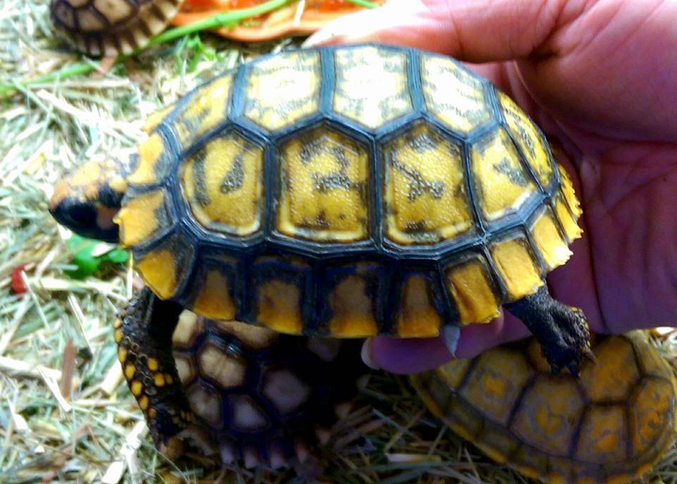 原创黄腿象龟巨人黄腿黄腿陆龟一只聪明的陆龟