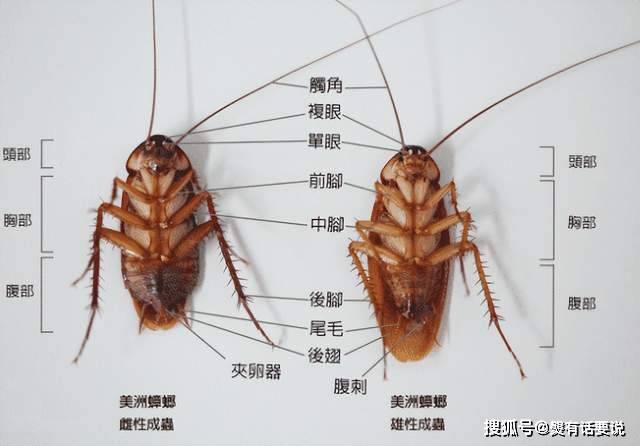 打不死的小强,居然是这样一种神奇的生物_蟑螂_人类_林教授