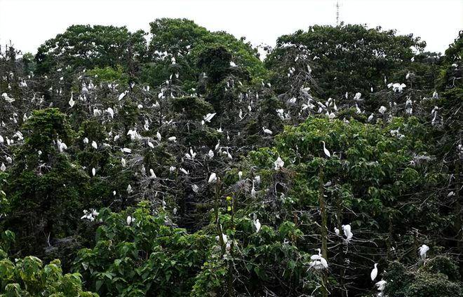 鸟多到压弯树枝！40万只鹭鸟筑巢产卵，对树来说为啥不是好事？