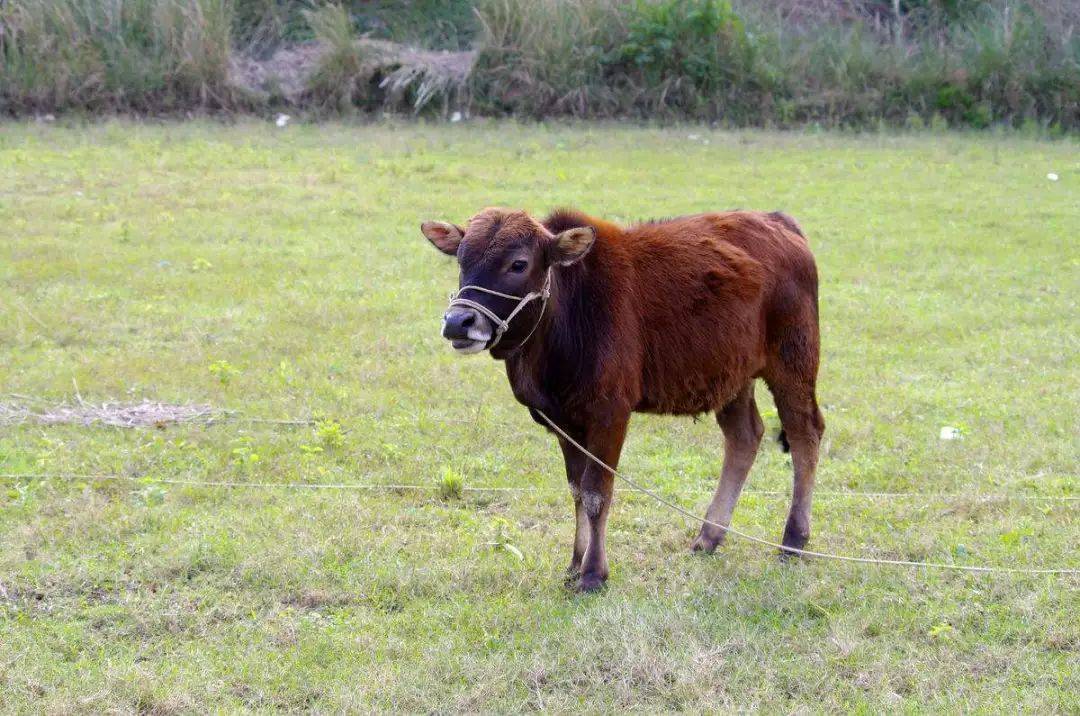 牛气肿疽(又名“黑腿病”)的防治方案_进行_肉牛_生产