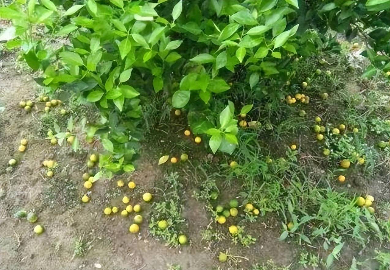 四川部分地区柑橘果树大量落果专家分析原因是这样的