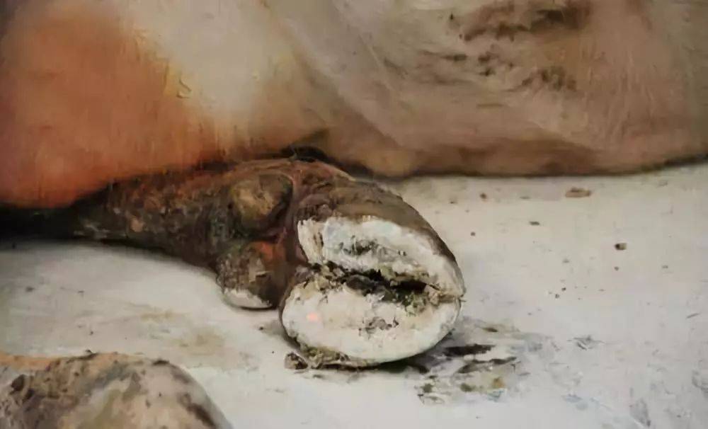 奶牛_指甲_蹄子