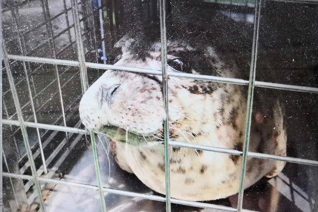 今年以来,大连成功救助救治6头斑海豹_执法_保护_工作