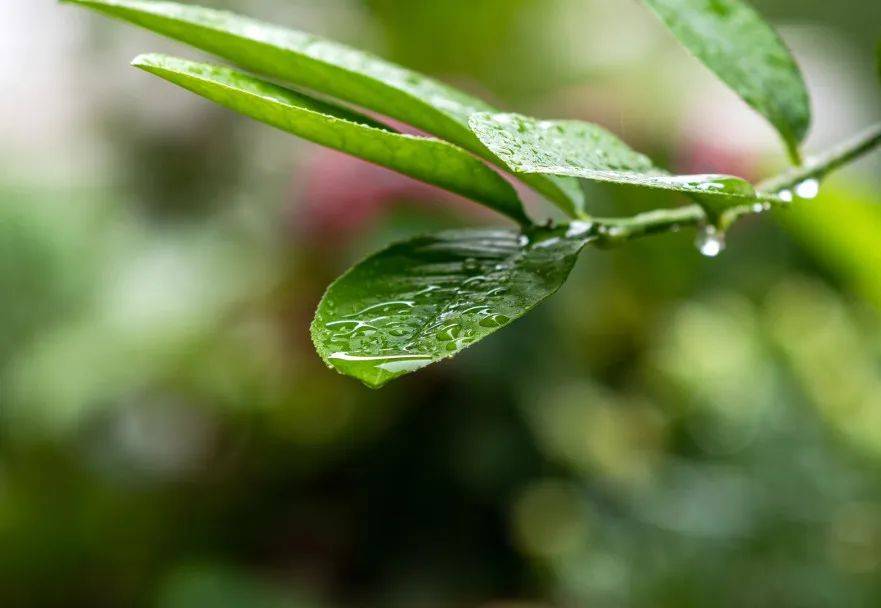 我国古时将小满分为三候:"一候苦菜秀,二候靡草死,三候麦秋至.