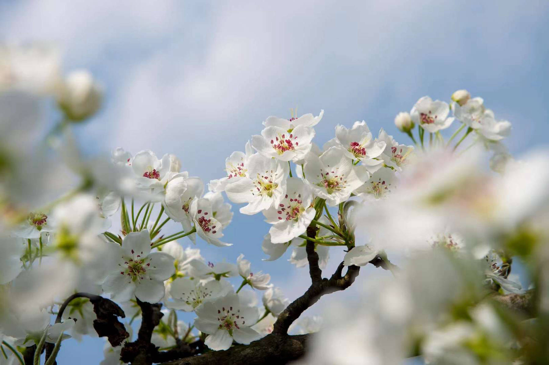 千树万树梨花开，广元城梨花已经景美如画，有图有真相！