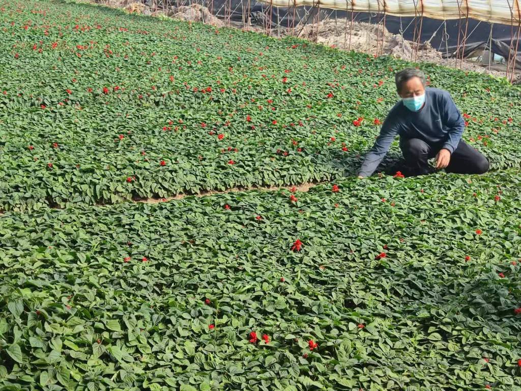 通化金江花海：百万株花苗待客来