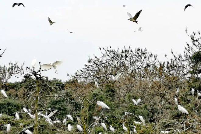 鸟多到压弯树枝！40万只鹭鸟筑巢产卵，对树来说为啥不是好事？