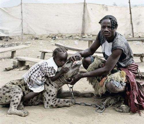 鬣狗为什么这么怕非洲人?鬣狗:换作是你,你也怕!