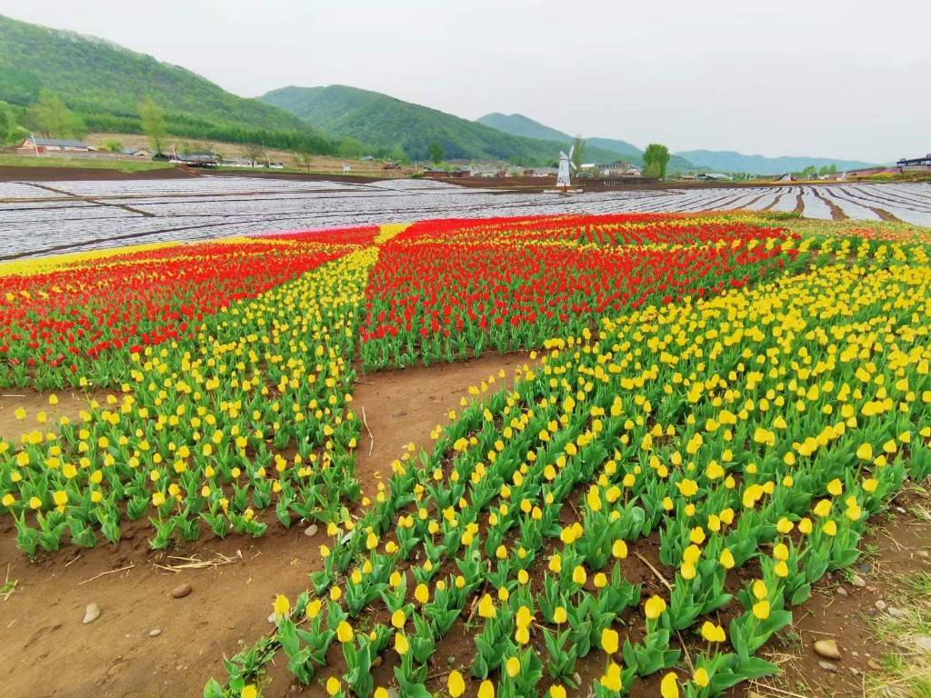 通化金江花海：百万株花苗待客来