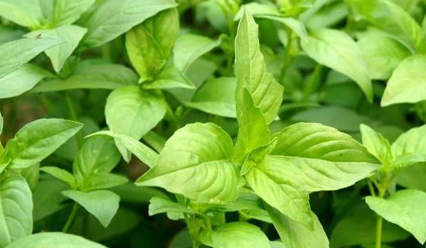 这东西，路边很多，殊不知是“万能”感冒药，价值珍贵