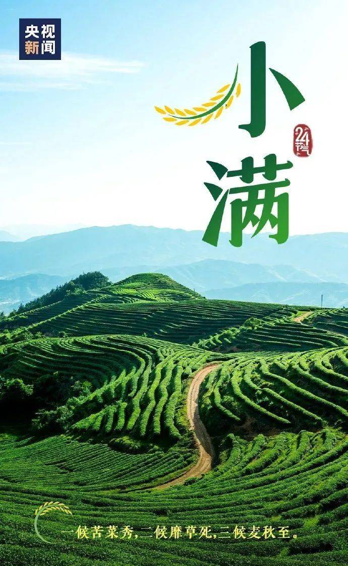 节气丨小满喝茶小得盈满