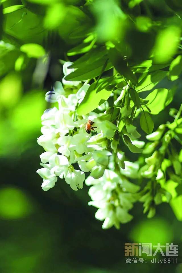大连十大最美赏槐地_湖景区_槐花_槐树