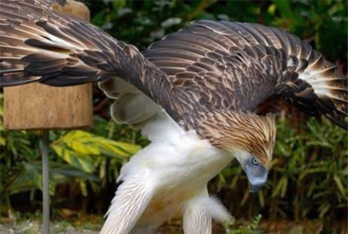 世界上最恐怖的鹰,以捕食人类闻名,却最终被人类捕杀灭亡