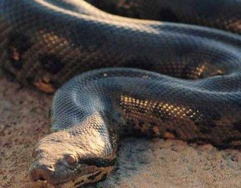 世界上最大的蛇体长超过10米体重达到225公斤以上