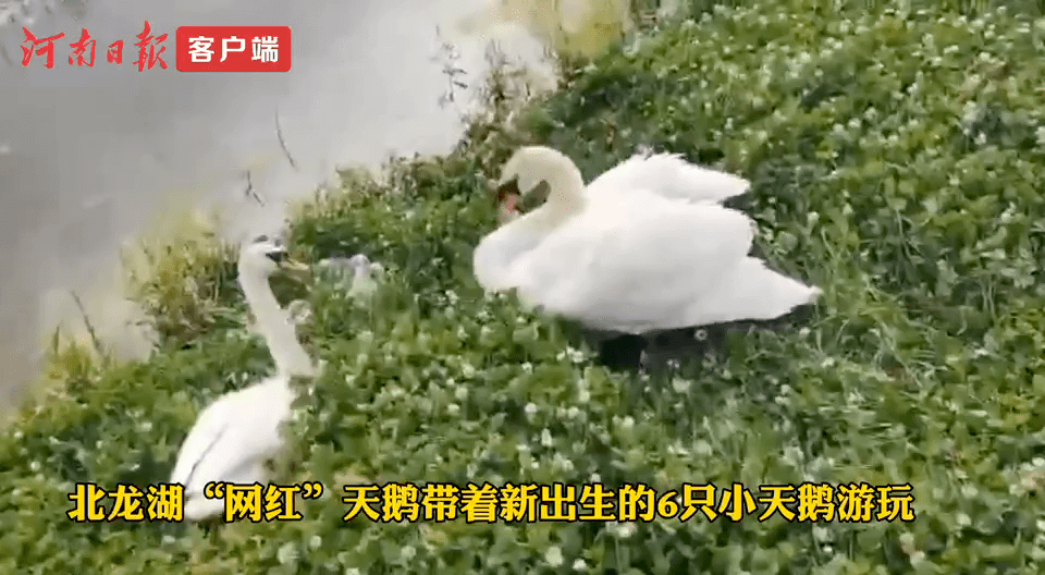 瞧这一家子！郑州“网红”天鹅带孩子们游北龙湖