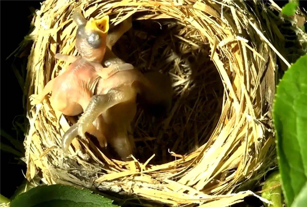 原创湖南崀山出现2只布谷鸟雄鸟引走正在孵蛋的雌伯劳雌鸟飞进产下蛋