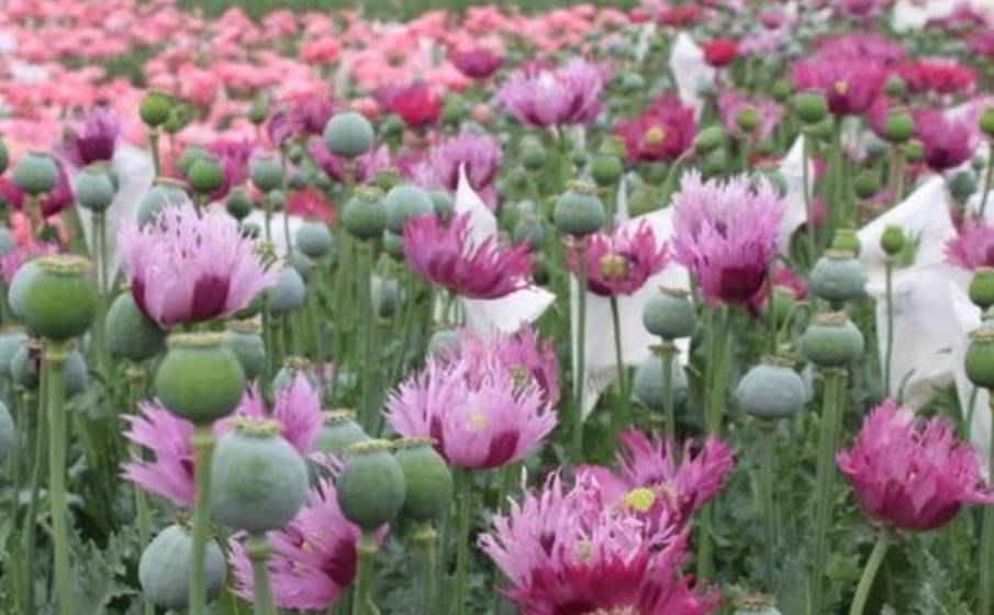 在屋顶种罂粟的女子,可笑的她居然不认识这个"粟"字_汁液_禁毒_大烟