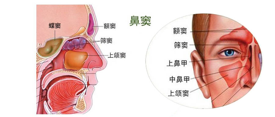 鼻颌缝的解剖位置图片图片